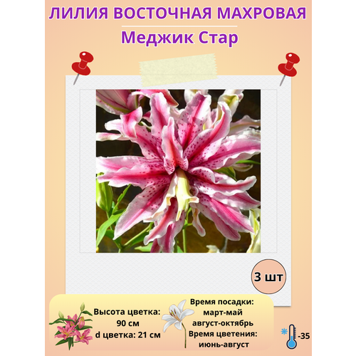 ���� ����� ��������, ��������� ������ ����, ����������� �����, ������ �� 400 ���