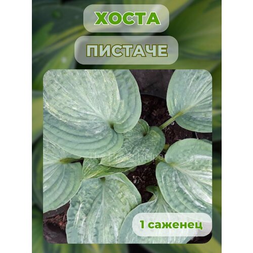 ���� ����� �������, ����� ��������� 1 �����, ������ �� 500 ���