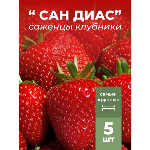 ���� �������� ����� ������������� ��������, �������/��������� �������� 5 ��, ������ �� 799 ���