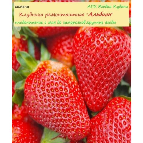 ���� �������� 