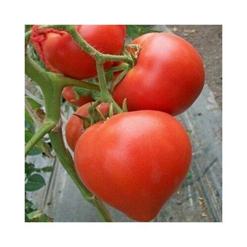 ���� ������������� ������ ������ ������� �������, ������ �� 101 ���