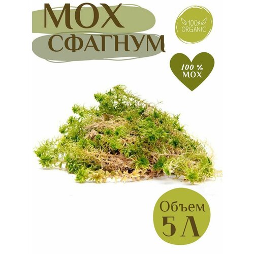 ���� ��� ������� �����, ������ �� 590 ���