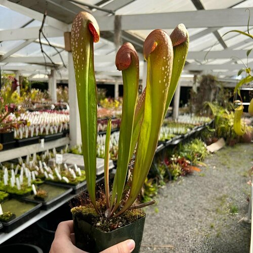    , Sarracenia inor var. kefenokeensis,  ,     -     , -, 