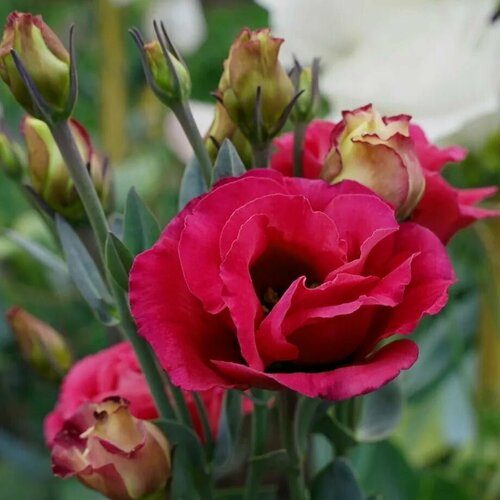 ���� ��������� F1 (�������) ������� ������, �������������� �������� � ������������ ��������� ���������� �������� ��������� ��������, 5 �����, ������ �� 311 ���