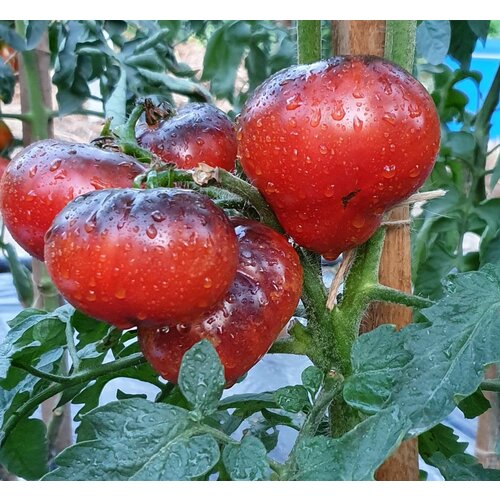 ���� ������ ������ ��������� ������� (Siberian Panther) / Seeds And Goods / � �������� zip-lock ��� ���������� 10 �����, ������ �� 269 ���