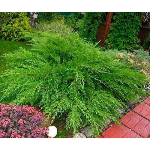 ���� ������������ ���� ������ ( Mint Julep) �2, ������ �� 1290 ���