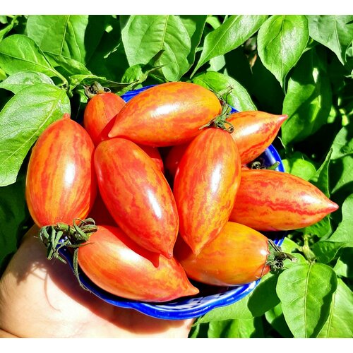      (Artisan Pink Tiger) / Seeds And Goods /   zip-lock   15 ,   269 