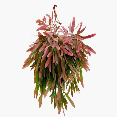   , Rhipsalis Ramulosa, ,   426 