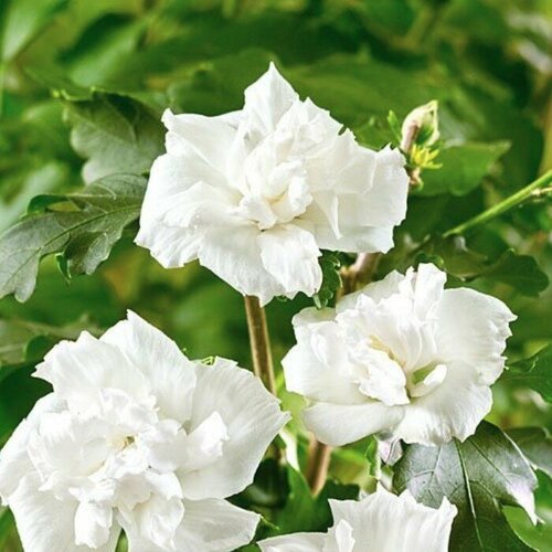      (Szkolka roslin A.M ()), 1    15-20 ,   1406 