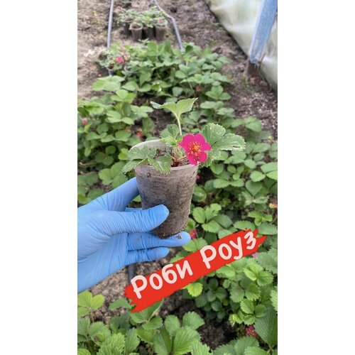 ���� �������� ��������� ���� ����. 8 ���� � �����������, ������ �� 1100 ���