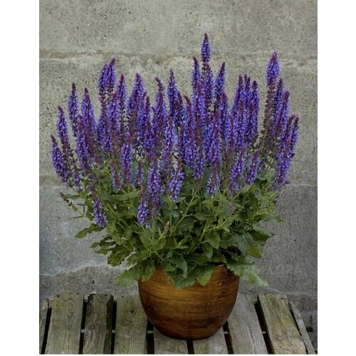     New Dimensions Blue,   380 