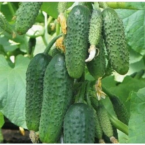 ���� ������������� ������ ������ F1 ����������� ����, ������ �� 104 ���