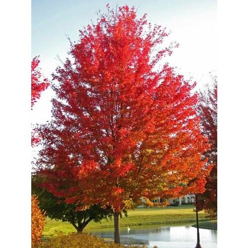     () / Acer saccharinum, 10    -     , -, 