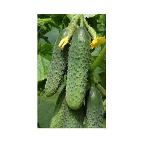 ���� ������ ��������� �������� F1. ����� ������������������ ����������� ������, ������ �� 127 ���