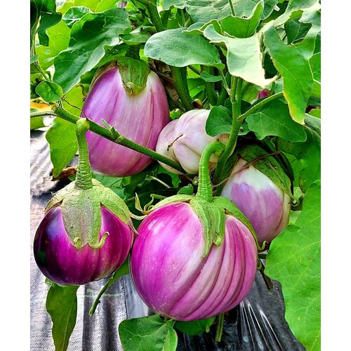 ���� ������ �������� ������� ��� (Snow Ball) / Seeds And Goods / � �������� zip-lock ��� ���������� 10 �����, ������ �� 249 ���