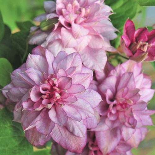     (Szkolka roslin A.M ()), 1    15-20 ,   1889 