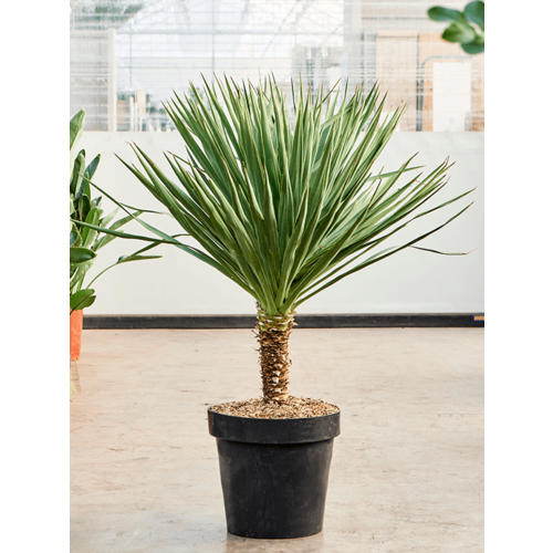 ���� ���� 2024, ���� ��������� �������� (Yucca Gloriosa), ������ 5 ��, ������ �� 385 ���
