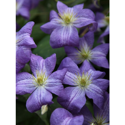 ���� �������� ������ (�9), ������ �� 988 ���