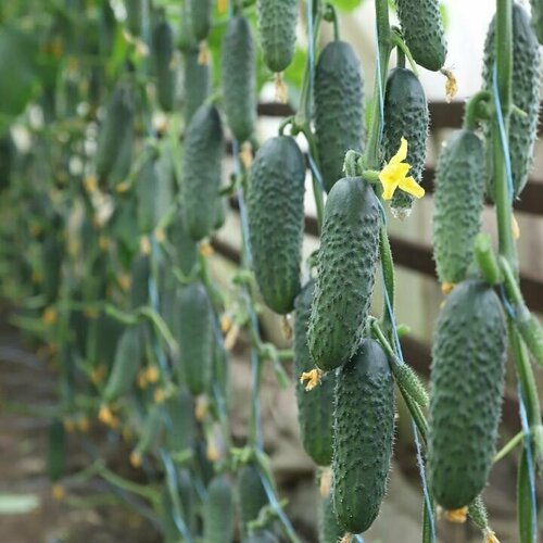 ���� ������ ����� �� F1, ������������������ ���������������� ������, ������������, ��������, � ��������� �������, ����������� ��� ������, 6 �� �����, ������ �� 286 ���