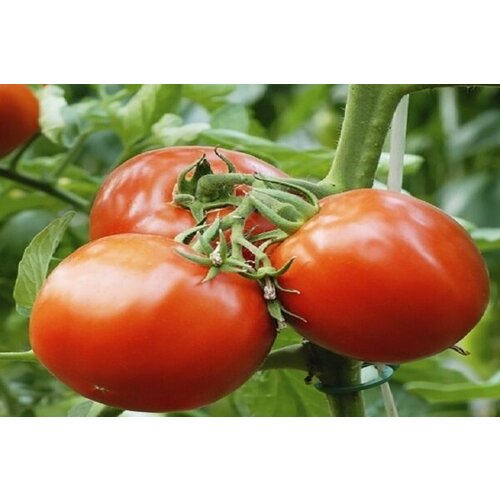 ���� ������ ����� ����� 15�� ��� ������ (��������� ���), ������ �� 50 ���