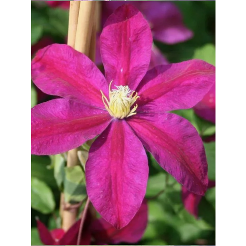 ���� �������� ��������������� ������ (�9), ������ �� 997 ���