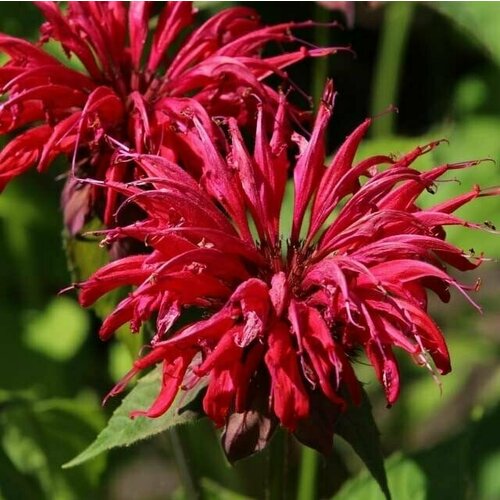 ���� ������ ������� ��������� ���� ������ (100 ����), ������ �� 349 ���