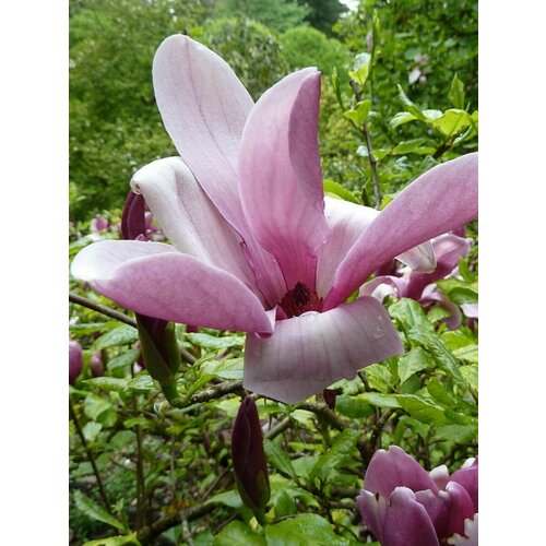     (Magnolia liliiflora), 5 ,   500 