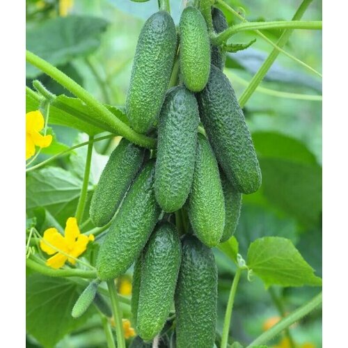 ���� ������������� ������ ������ F1 �����, ������ �� 102 ���