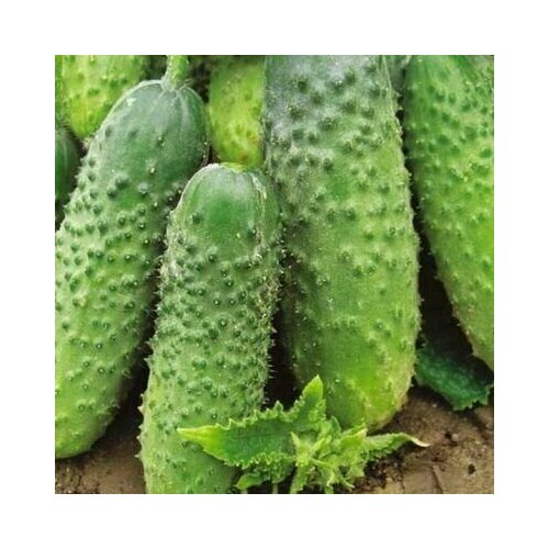 ���� ������������� ������ ������ F1 �������, ������ �� 128 ���