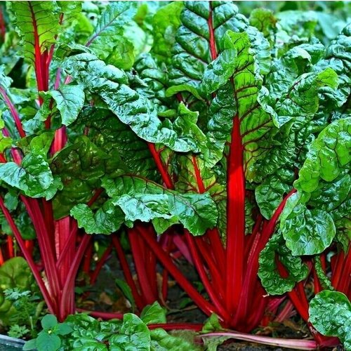 ���� �������� ������, �������� ������, ��������������� ������� ����������� ����� �� ������� � ������ �������� ��� �������� ��������, 80 �����, ������ �� 235 ���