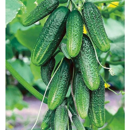 ���� ������������� ������ ������ F1 ���� ����, ������ �� 102 ���