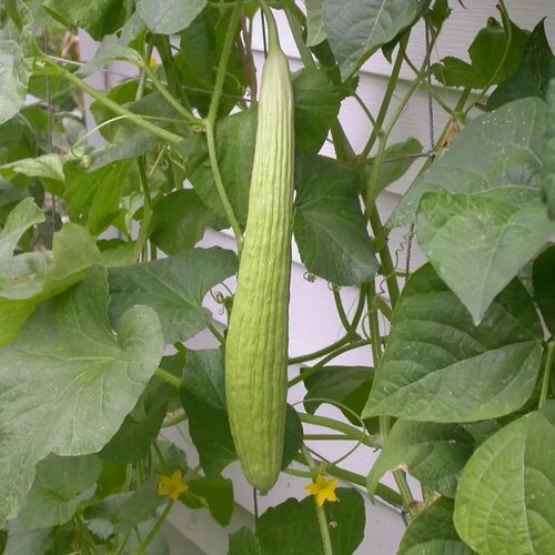 ���� ������ ��������, ��������� ������, ���� ����������, 10 ��. �����, ������ �� 104 ���