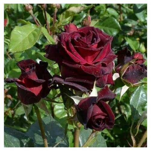 ���� ���� ��������� ������ ����� 2��, ������ �� 1218 ���