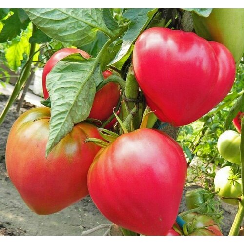 ���� ������������� ������ ������ ���������� �������, ������ �� 102 ���