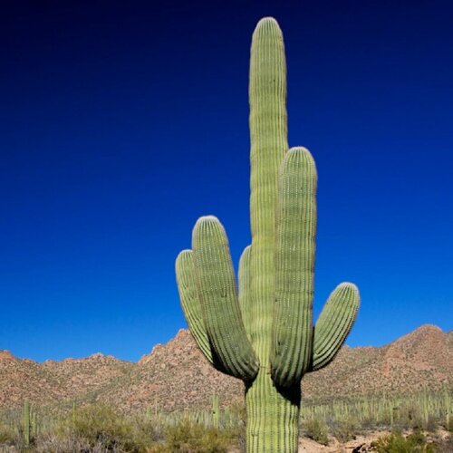 ���� ������ ������ ������ ������ ����������, ��������, Carnegiea gigantea 10 ��., ������ �� 350 ���