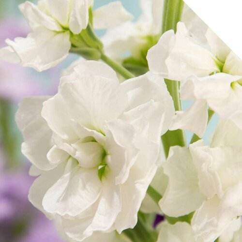 ���� �������� ������, �����, ���������� ���������� � ���������� �������, ���������� ��������� ��� ������, ������� � ������� � ������, 15 �����, ������ �� 302 ���