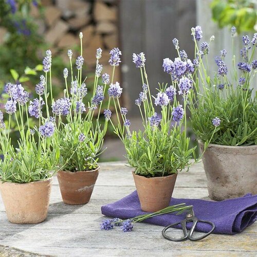 ���� ������� �������, ������, 30 ��, ������ �� 370 ���