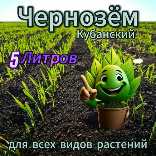 ���� ������� ����� 5 ������, ������ �� 1154 ���