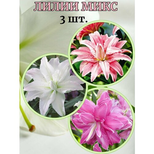 ���� ����� ����, 3 �����, ������ �� 430 ���