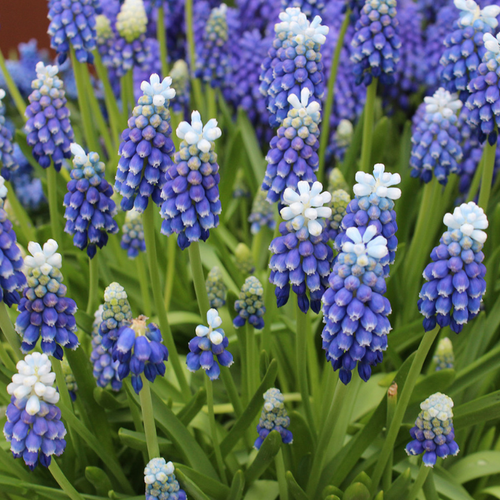 ���� �������� ������� TOUCH OF SNOW ( 10 �� ), ������ �� 466 ���