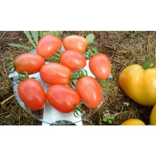 ���� ������������� ������ ������ ������� ����, ������ �� 101 ���