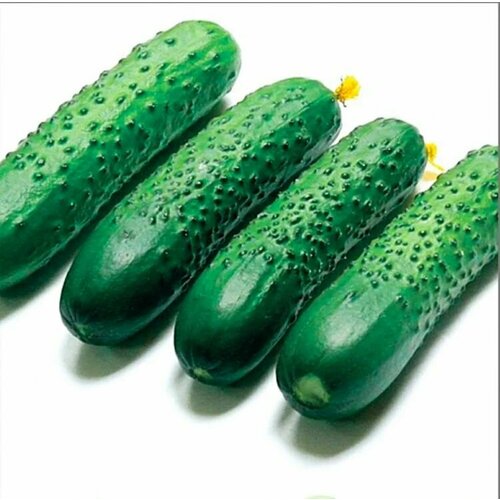 ���� ������������� ������ ������ ����� F1., ������ �� 102 ���