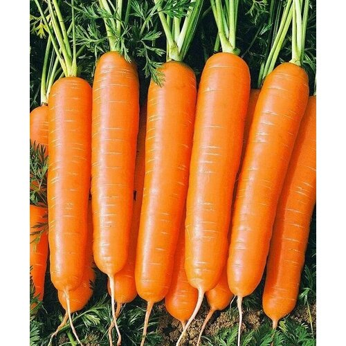 ���� ������������� ������ ������� �������� F1, ������ �� 104 ���