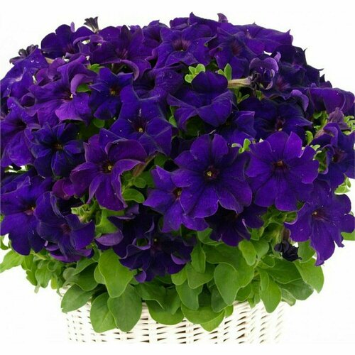 ���� ������� ��������������� F1 ����� ���, ������, ������ ������������ � ������ ������������, ���������� ��������, ������ � ����� �� ������� �����, 5 �����, ������ �� 312 ���