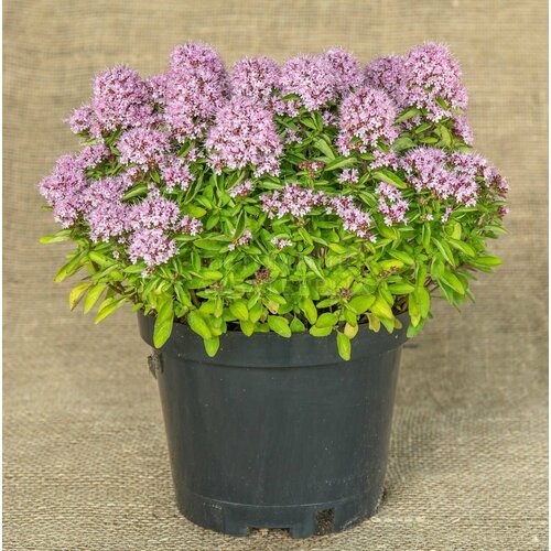    ()    ,          , 1  - 8-10 , 3 ,   271 