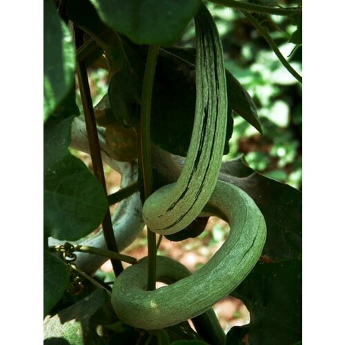 ���� ������ ��������� ���������� (Trichosanthes cucumerina), 4 ����, ������ �� 450 ���