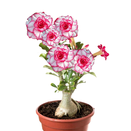 ���� ������������ ������ ������� �������� 3 ��., ������ �� 600 ���