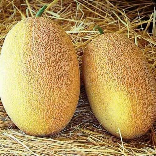 ���� ������������� ������ ���� ������� F1, ������ �� 127 ���