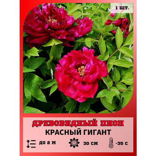 ���� ���� ������� ������, ������� 1 �����, ������ �� 650 ���