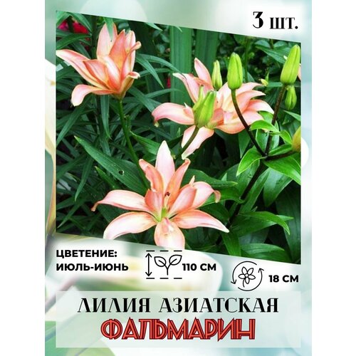 ���� ����� ���������, �������� 3 ��, ����������� �����, ������ �� 410 ���